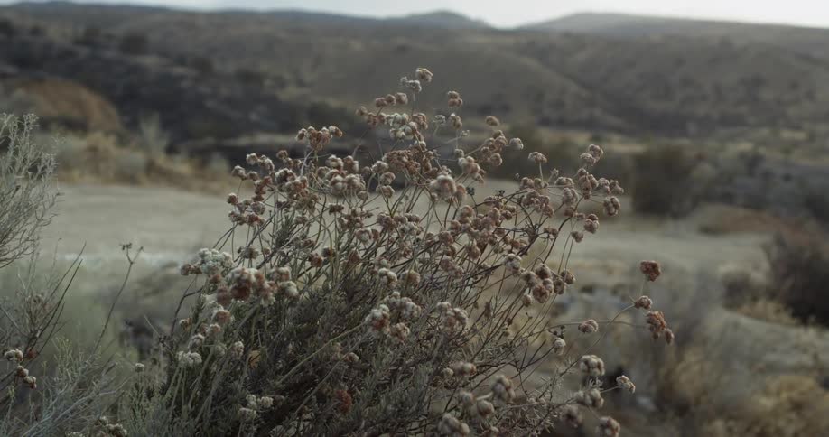 Weeds wave in the wind