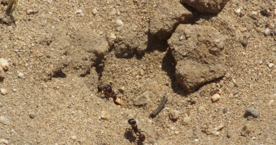 Ants crawl over sand and rocks