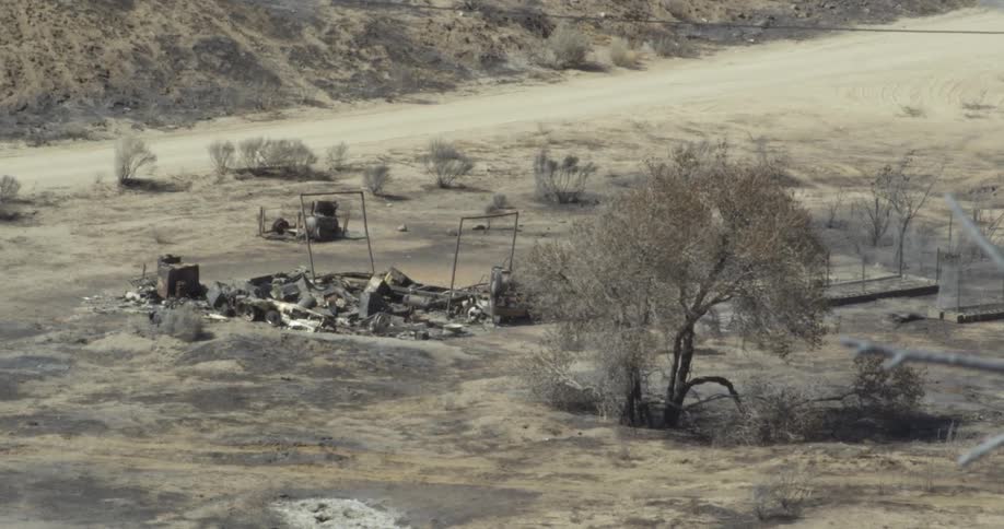The wind is blowing the tree on the desert area