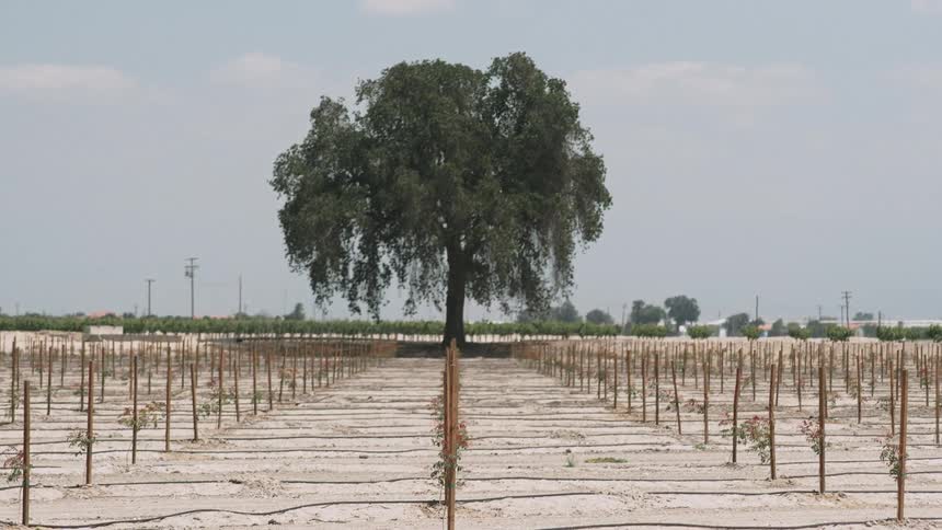 A large tree stands behind a sandy area with flowers growing on stakes
