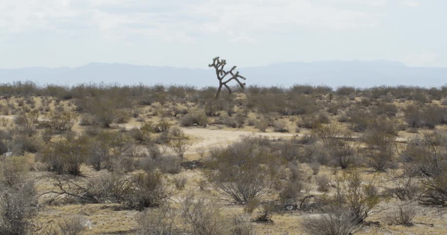 Shrubs cover a desert landscape