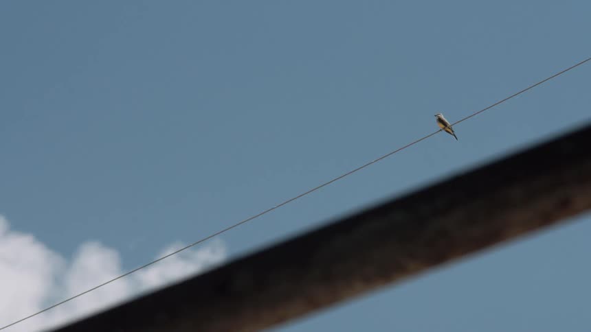 A bird sits on a power line and flies away