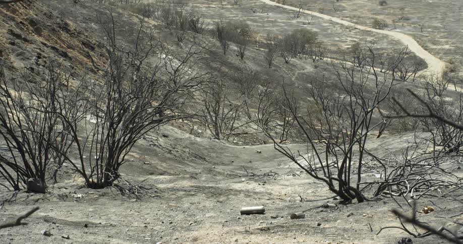 The hills are covered with debris, and dead trees