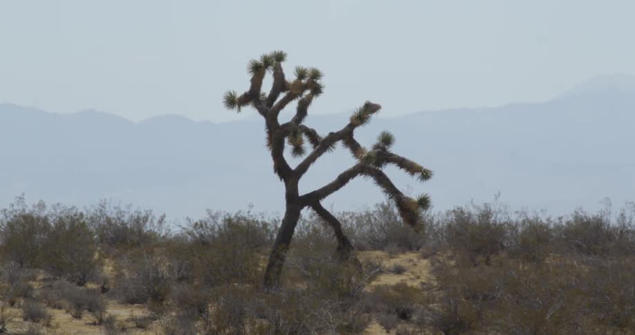 Small tree in the middle of a brushy desert