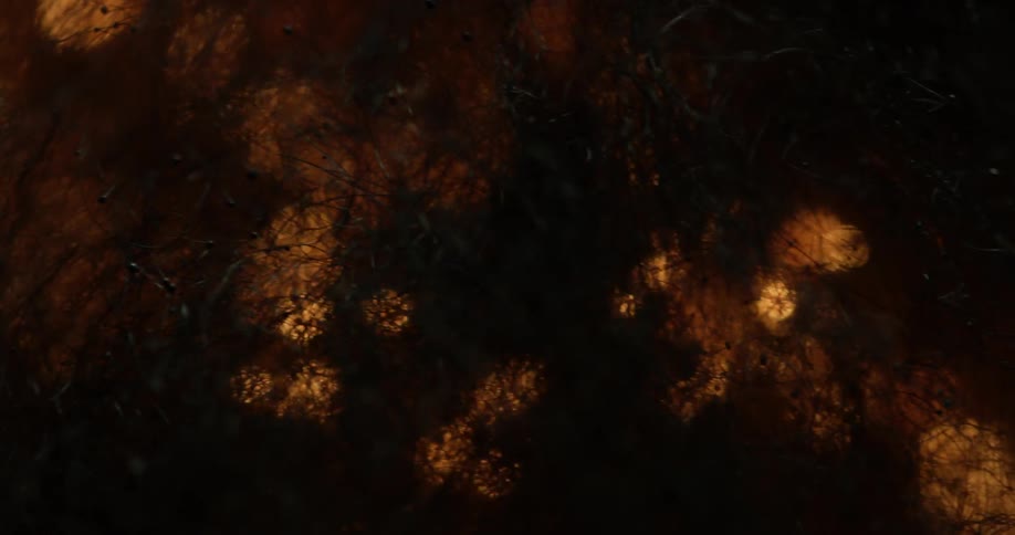 Fire burns over twigs and leaves at night