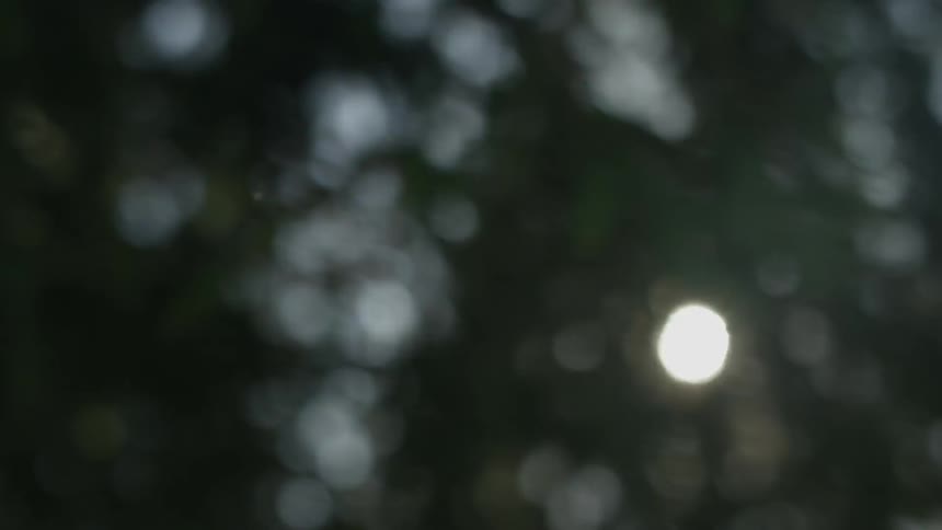 The sun is glinting through tree leaves and branches during the day