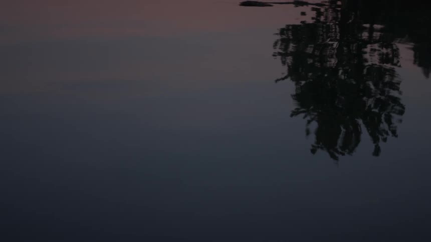 The water is reflecting the tree branches