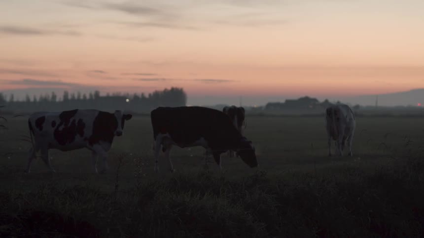 Cows graze in a field at sunset