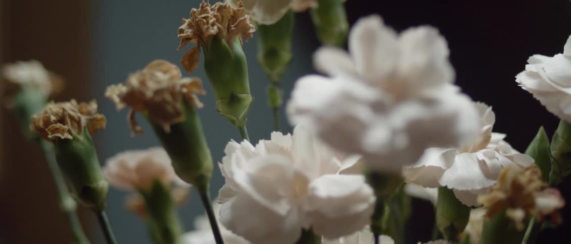 Blooming and wilting flowers shake gently