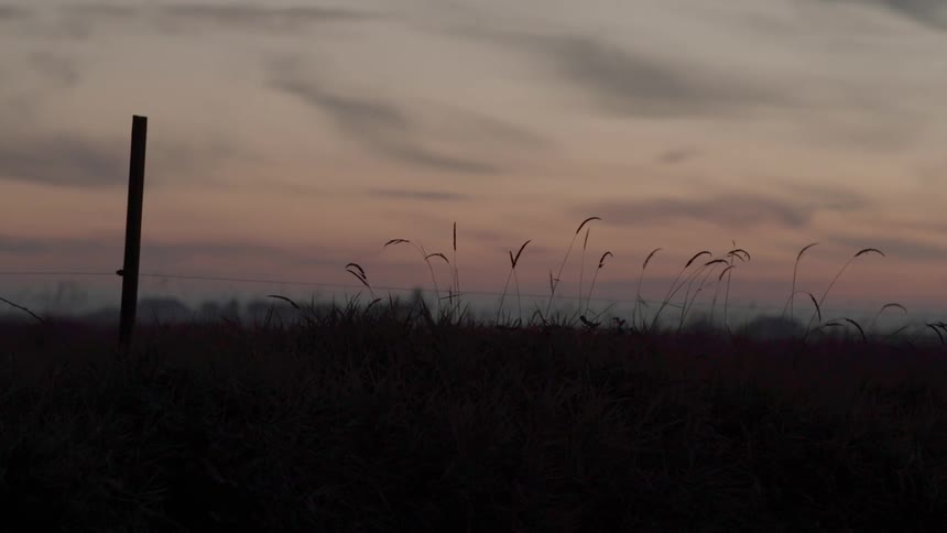 Grass is blowing in the breeze in a large field at sunset