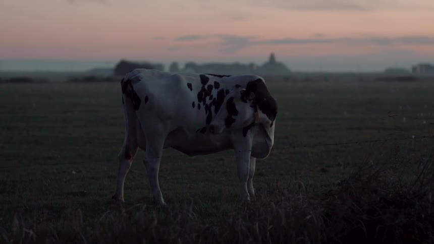 A cow grazes in a field