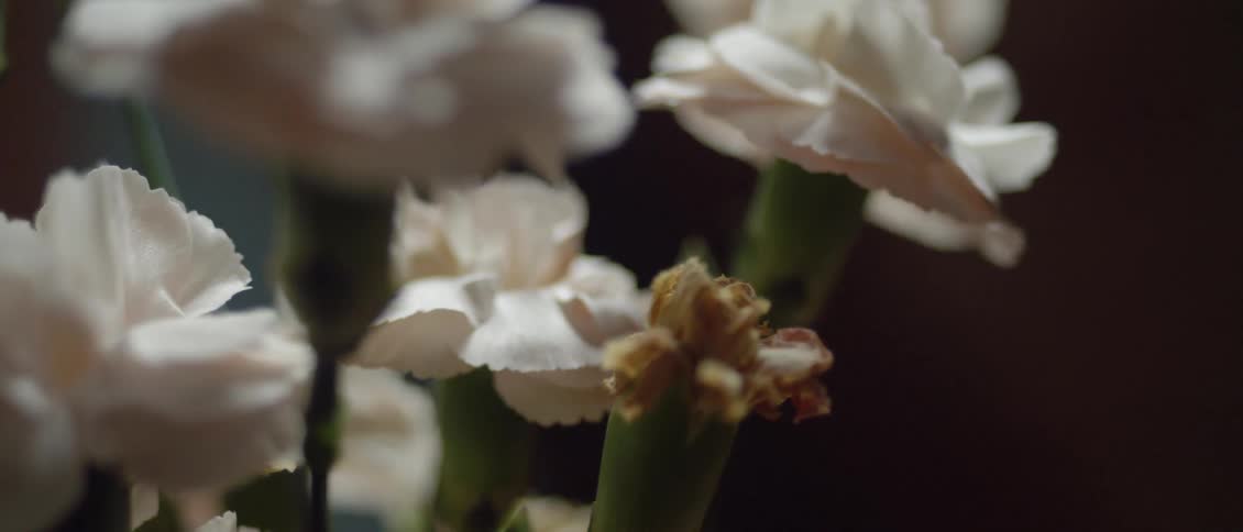 The white flowers sit in a bunch in the dark area