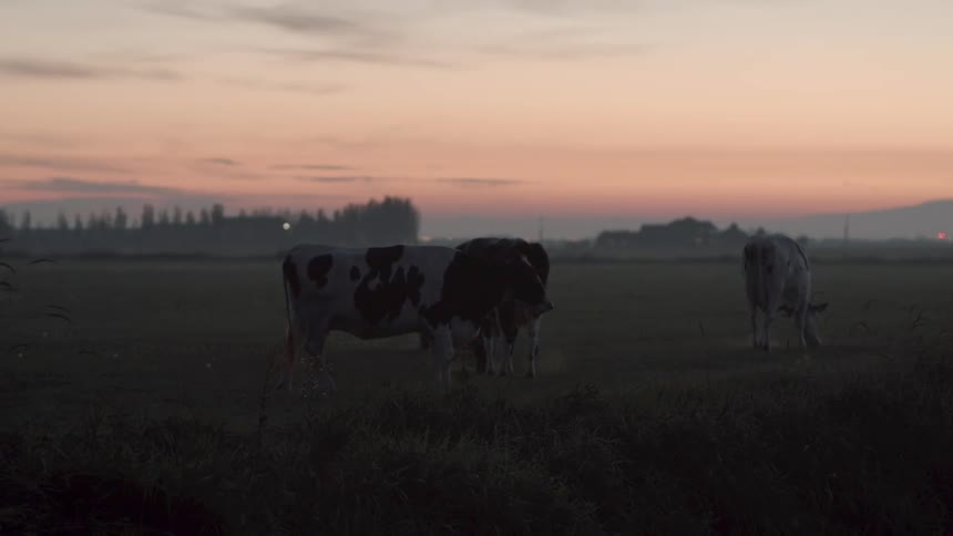 Cattle graze in a field at sunset