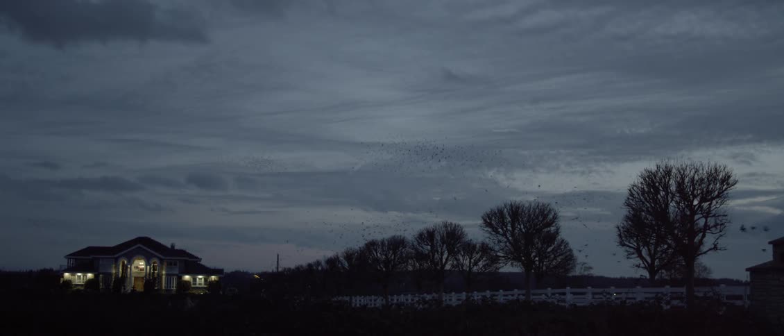 The birds are flying around the trees at sunset