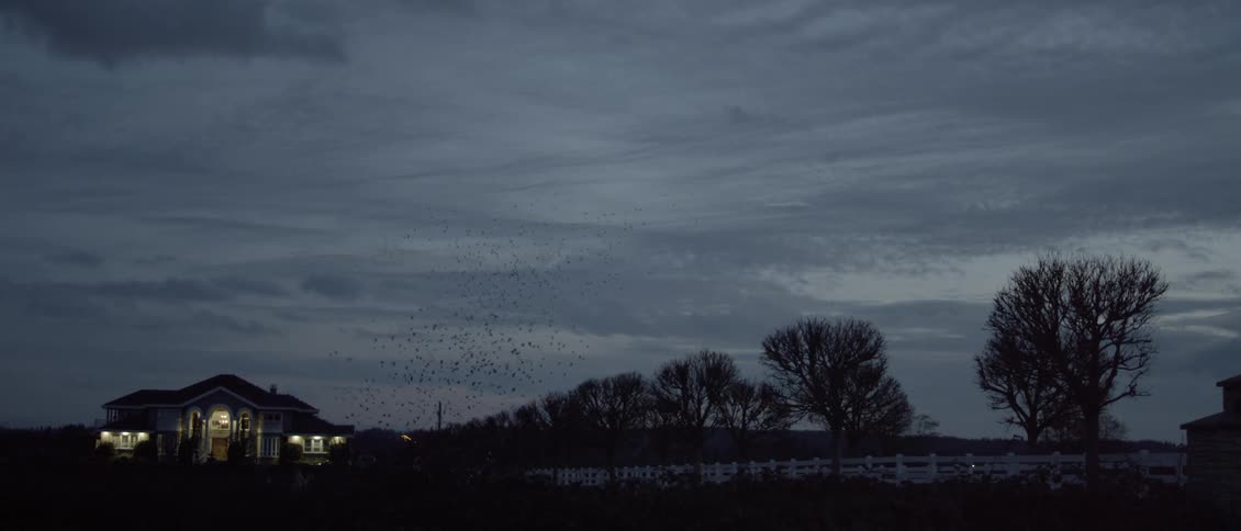 Birds fly over a rural house