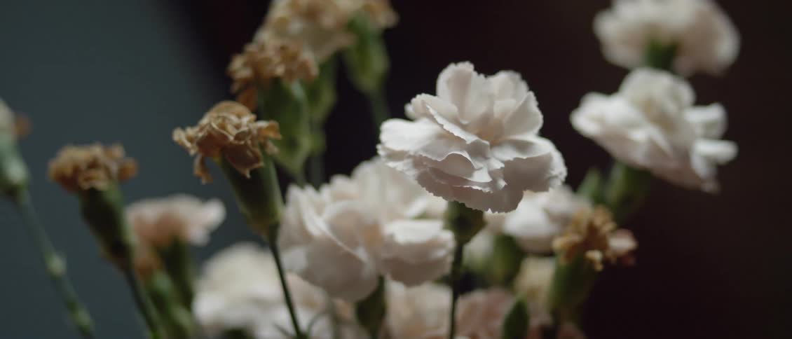 Carnations are arranged in a bouquet