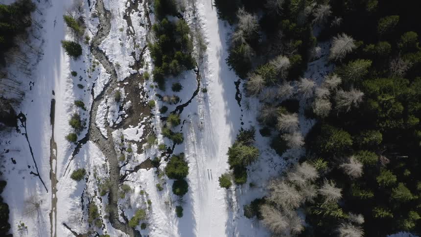 A forest of trees and a small stream are filmed from above