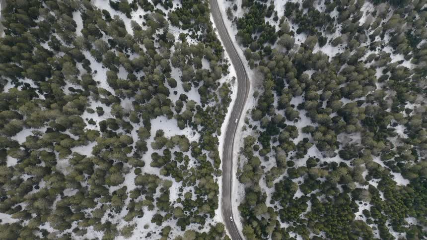 Cars drive on a forest road