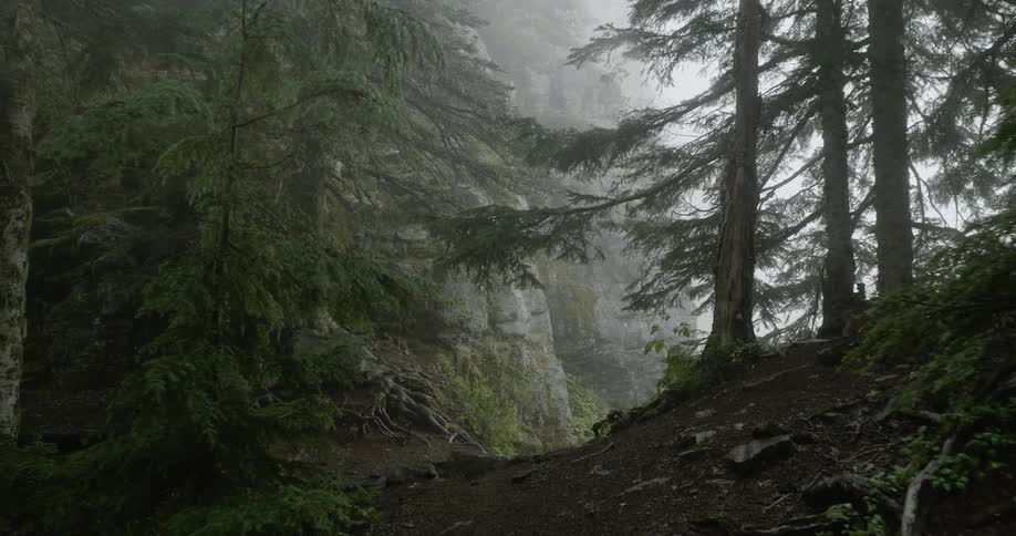 Person hikes through a foggy forest