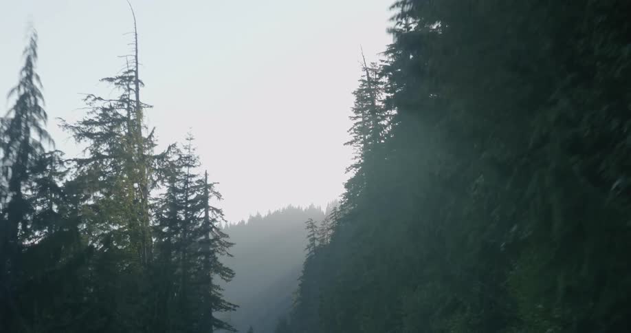 Fog or smoke cover some trees on the mountain