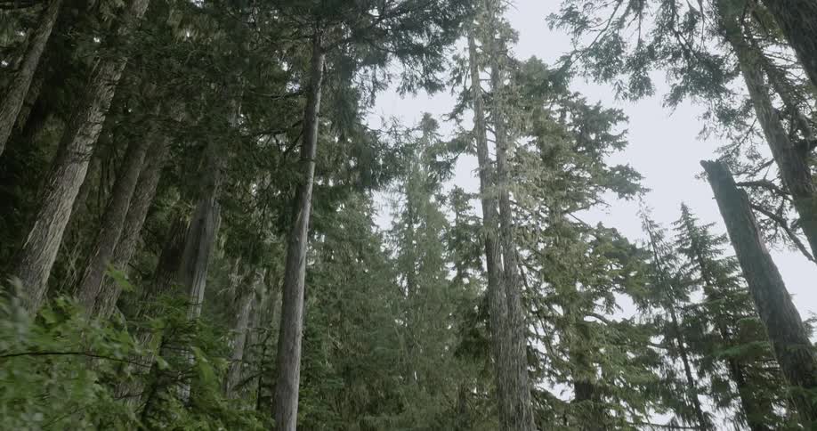 Dense forest on a cloudy day