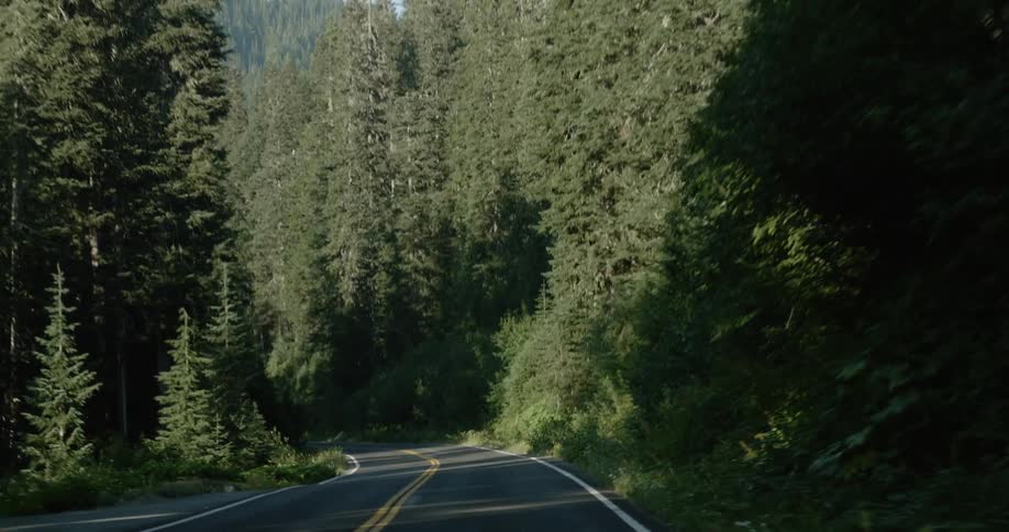 A vehicle drives on a forest road