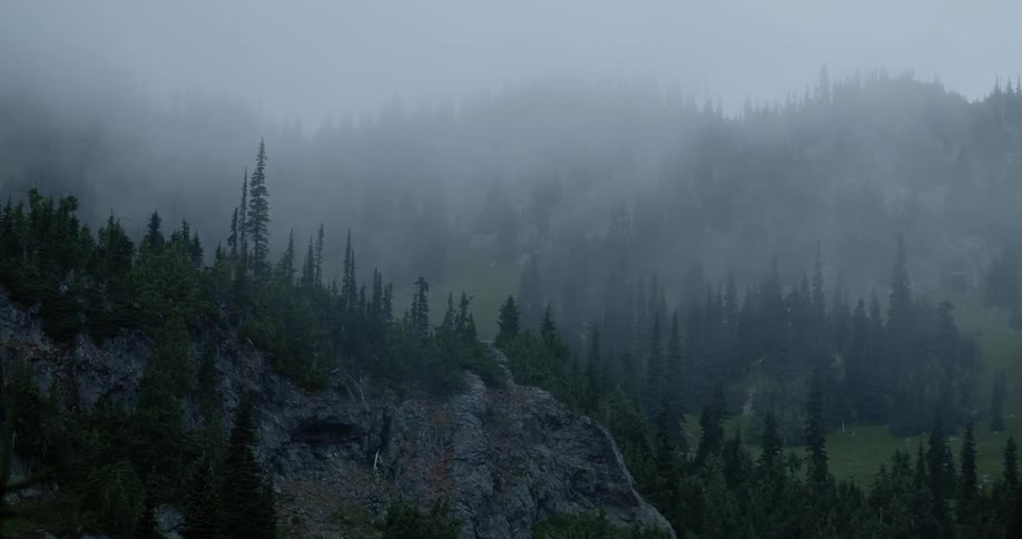 Mist floats above forest trees