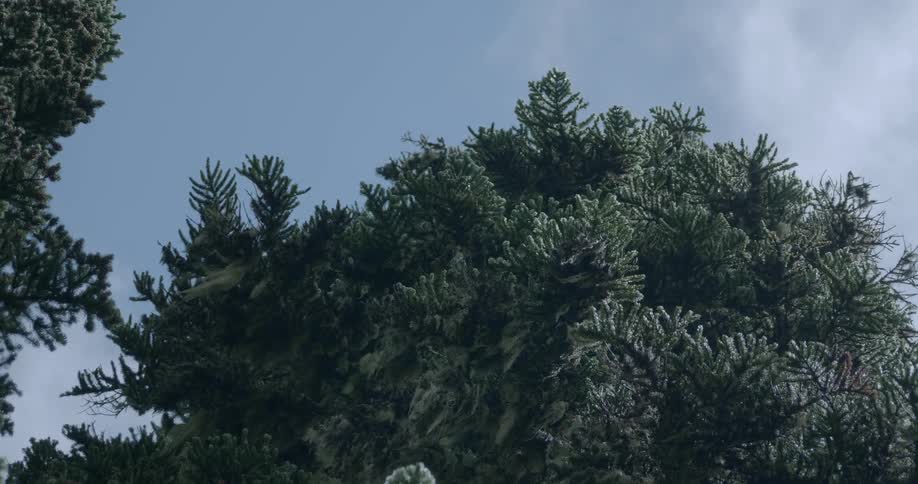 Clouds are drifting over a pine tree in daylight