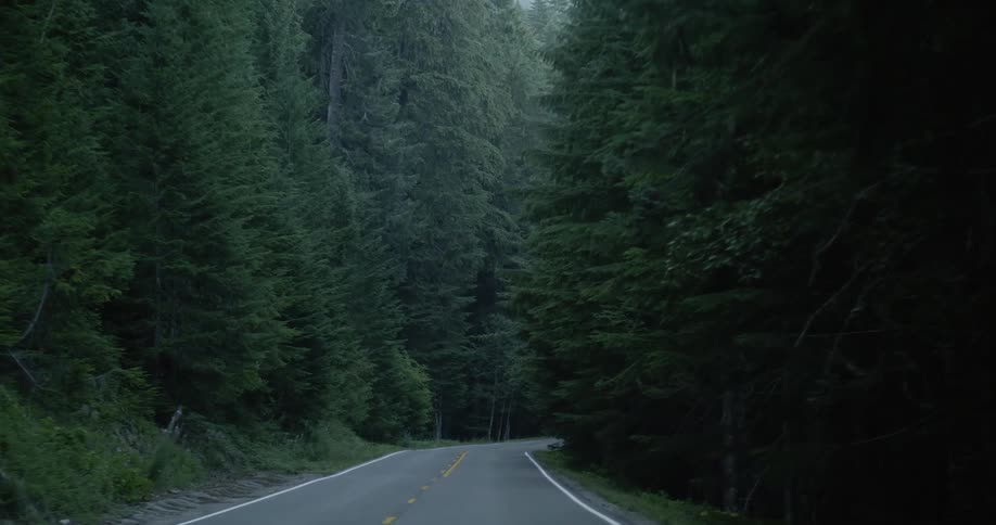 Forest trees line a road