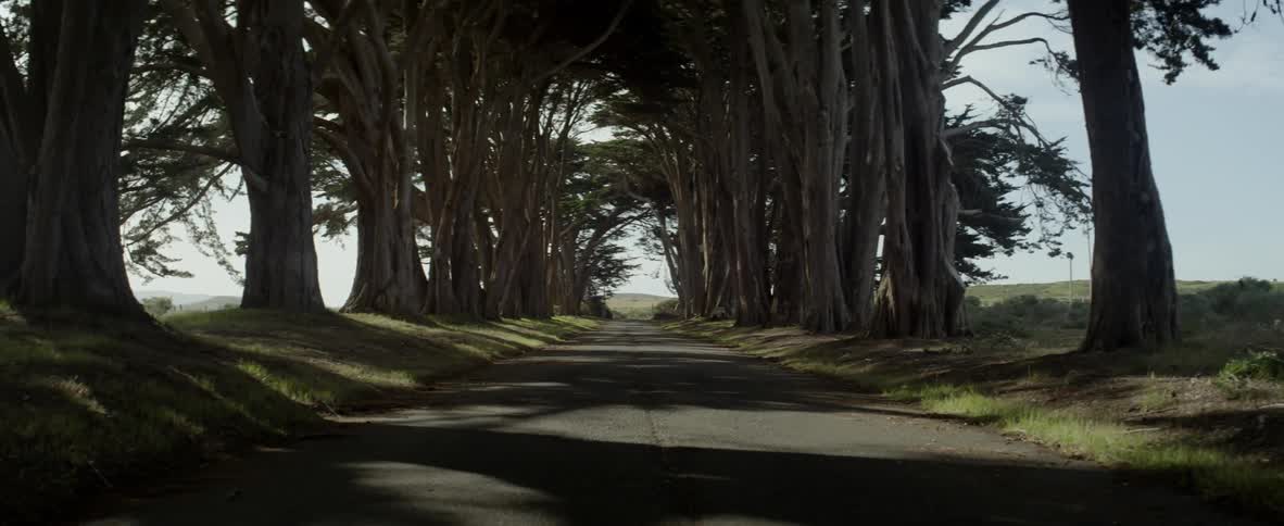Trees are lining a rural road on a sunny day