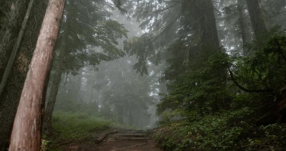Fog is hanging in the air above a dirt trail in a forest during the day