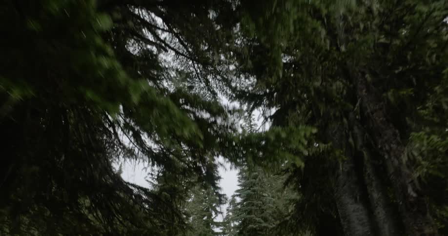Person hiking through evergreen forest