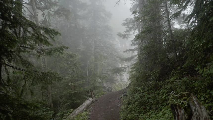 A dirt trail in the forest slope upwards