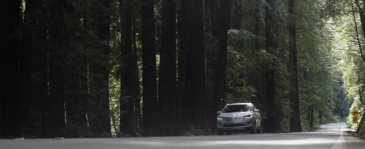 Vehicle drives on a road lined with very tall trees