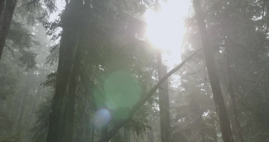 Sunlight shines through forest trees