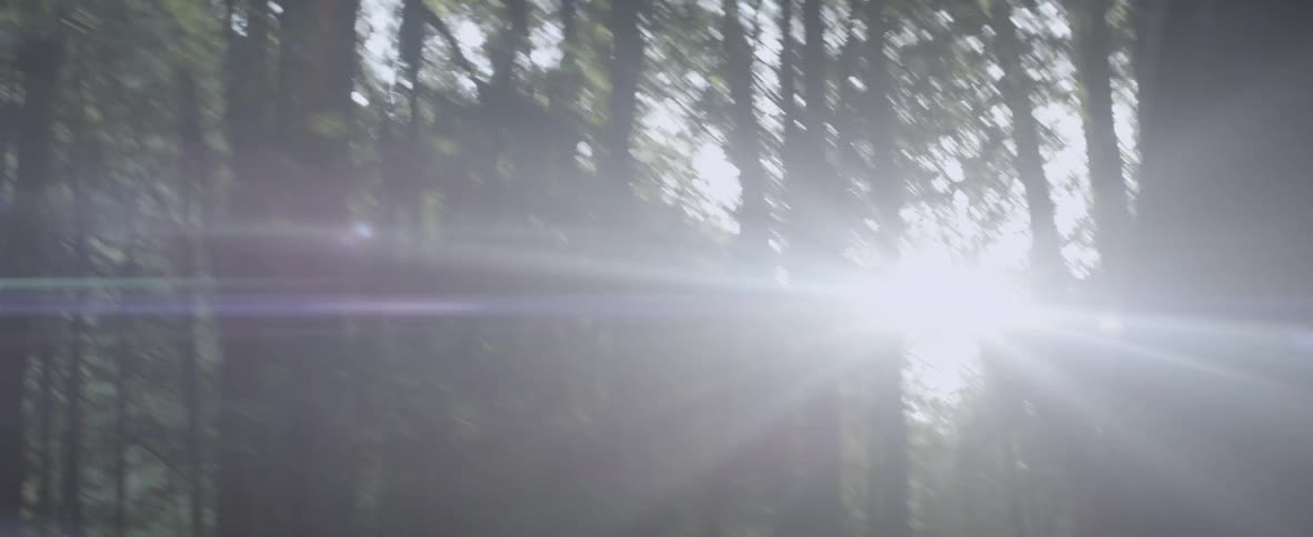 A vehicle is driving through a forest on a sunny day