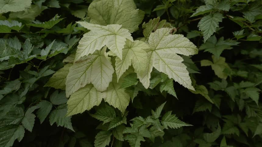 Green leaves cover the ground