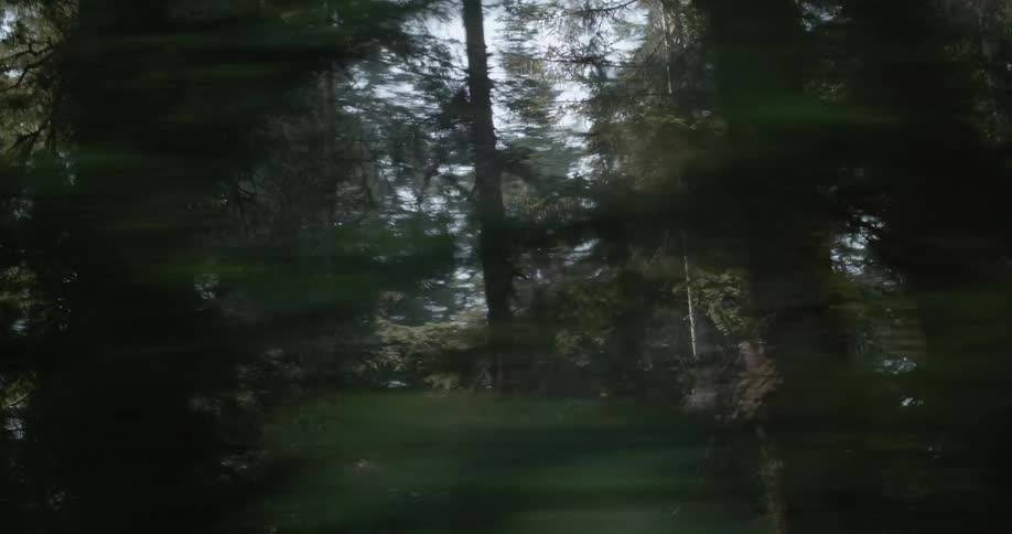 A vehicle is driving through a forest on a sunny day