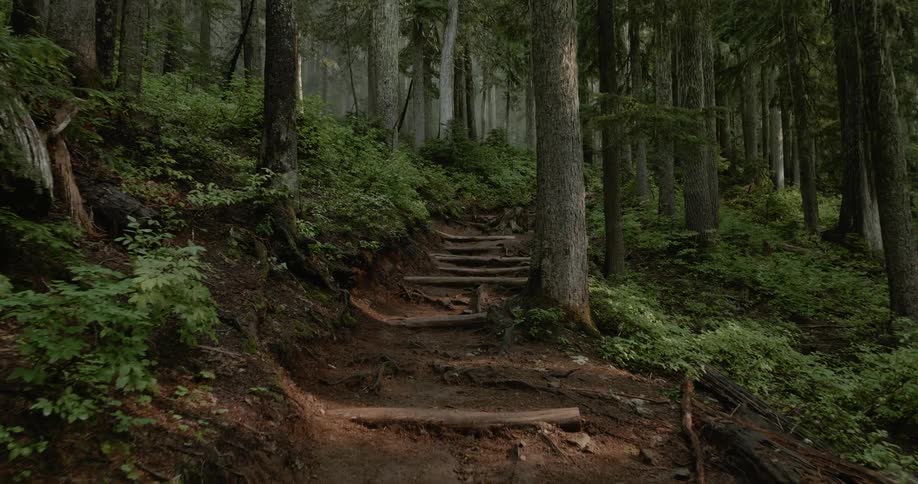 A path runs through a forest