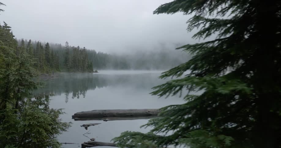 Fog is lingering over a lake in a forest in daylight