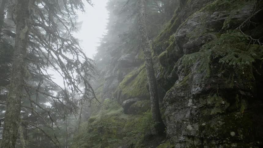 Moss grows on rocks in a forest