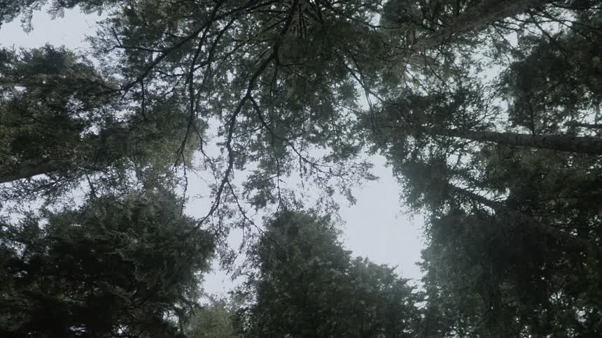 Forest trees tower overhead