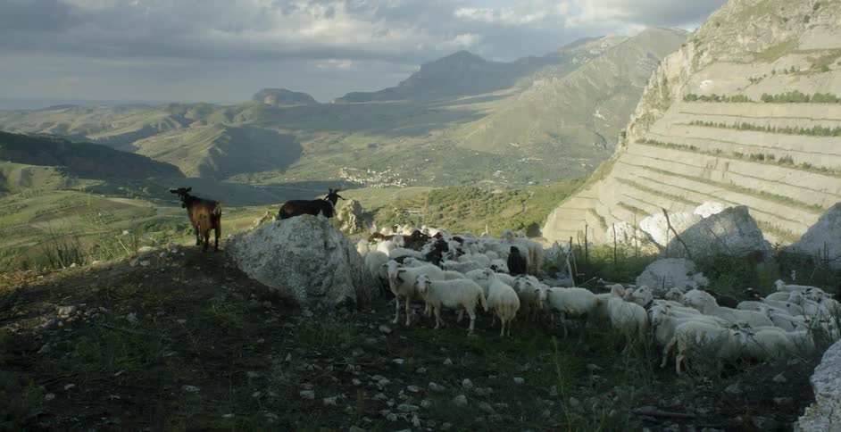 Sheep and goats stand at the top of a hill on a sunny day