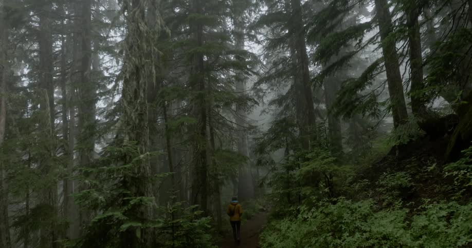 Tall trees tower in the forest