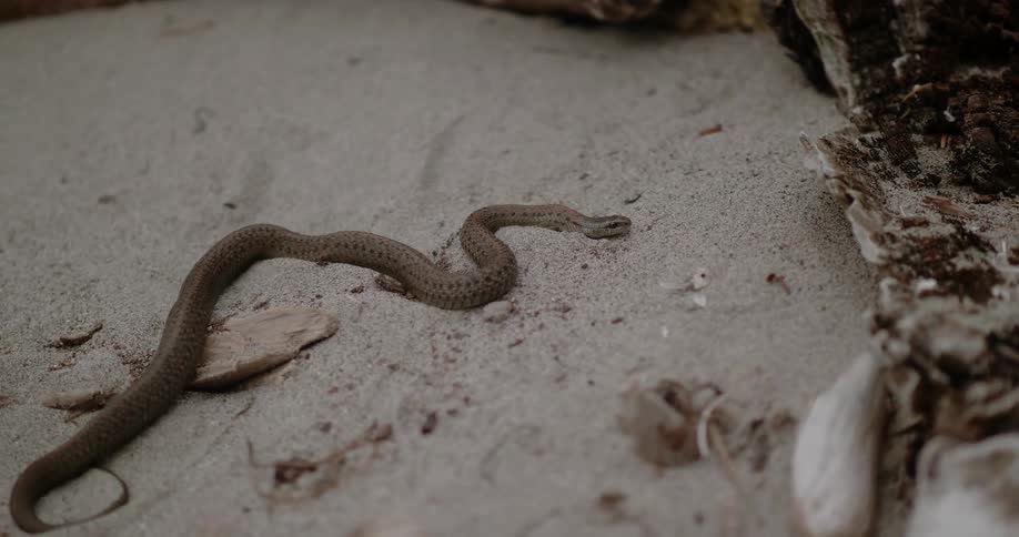 A snake is slithering across a beach in daylight