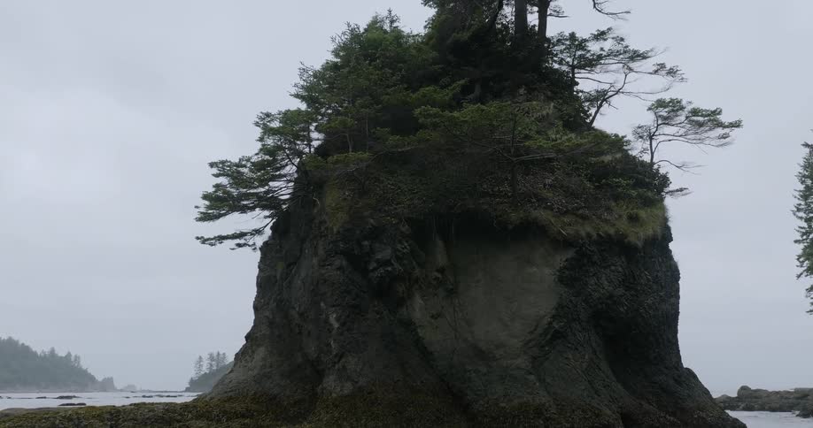 Trees and plants grow on top of a rock near the water