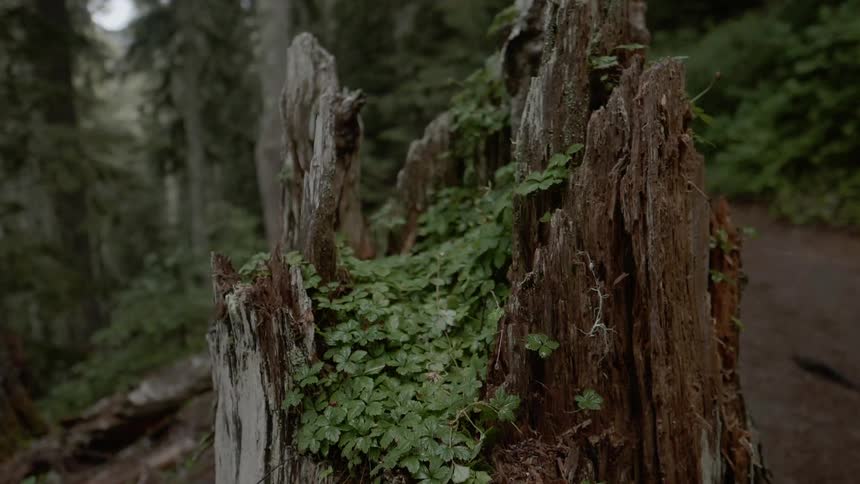 A plant grows on a tree stump in the woods