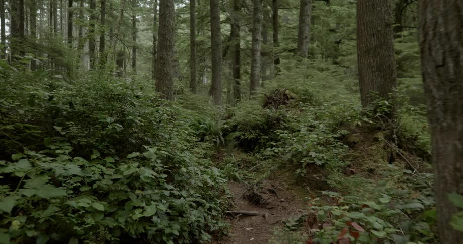 A trail cuts through the forest trees and plants