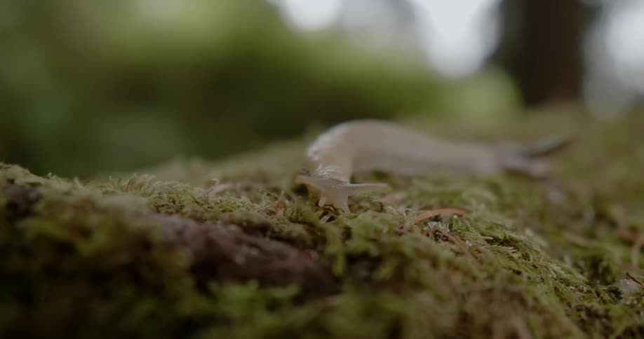 A snail is crawling across moss in daylight