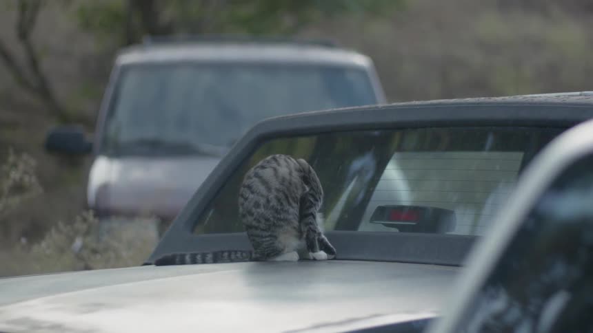 A cat sits on an old car